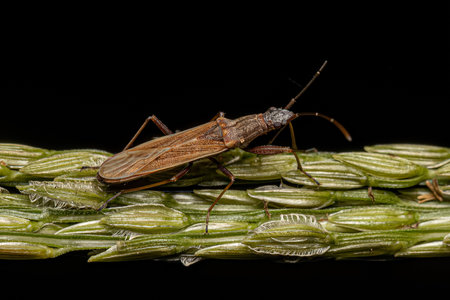 Adult Dirt-colored Seed Bug of the Subfamily Rhyparochrominae