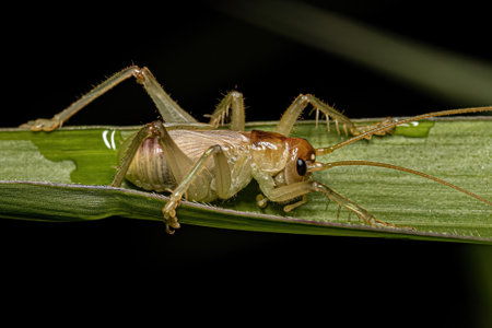 Male Raspy Cricket Nymph of the Family Gryllacrididae