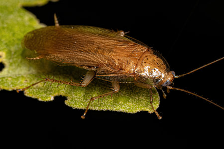 Adult Wood Cockroach of the Family Ectobiidae