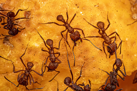 Adult Acromyrmex Leaf-cutter Ant of the Genus Acromyrmex eating a fruit