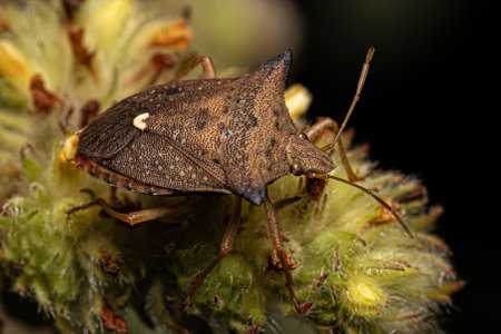 Adult Stink bug of the species Euschistus heros