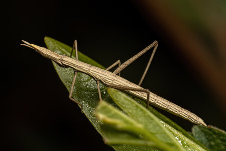 Neotropical Stick Grasshopper of the Family Proscopiidae