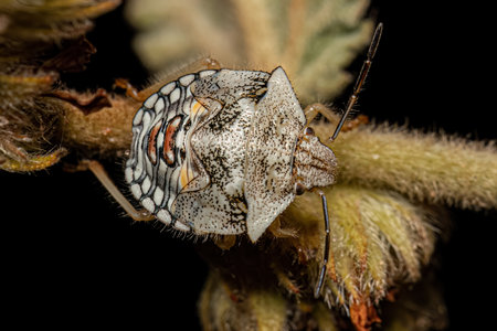 Stink Bug Nymph of the Genus Thyanta