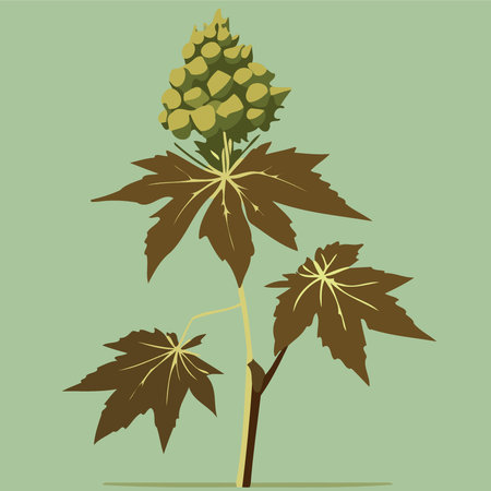 Castor Bean angiosperm plant of the species Ricinus communis with leaves and fruits minimalist vector illustrationのイラスト素材