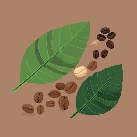 leaves and coffee beans minimalistic vector illustrationのイラスト素材