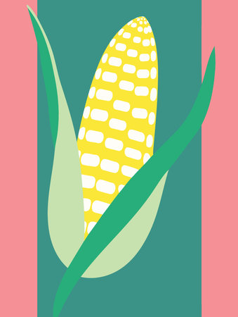 ripe corn on the cob vegetable food colorful vector illustrationのイラスト素材
