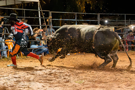 Itaja, Goias, Brazil - 04 21 2023: rodeo life saver with bull in rodeo arenaのeditorial素材