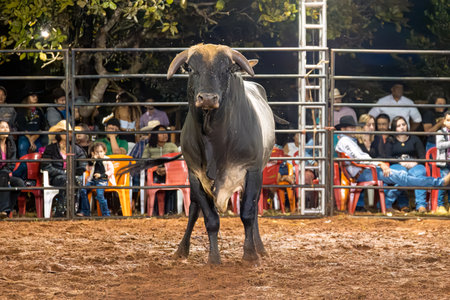 Itaja, Goias, Brazil - 04 21 2023: bull at a bull riding event in an arenaのeditorial素材