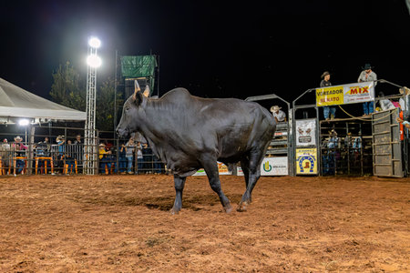 Itaja, Goias, Brazil - 04 22 2023: Bull riding event in a rodeo arena at nightのeditorial素材