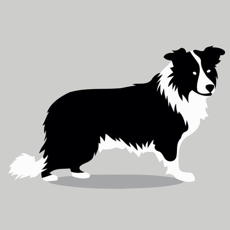 dog of the breed Border Collie silhouette in black and white minimalist vector illustrationのイラスト素材