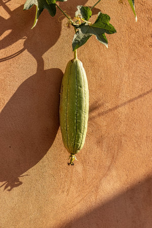 Sponge Gourd Plant Fruit of the species Luffa aegyptiacaの写真素材