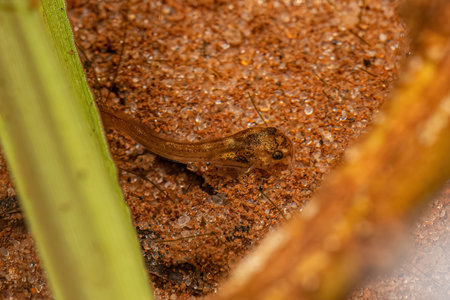 Small Catfish Animal of the Order Siluriformesの写真素材