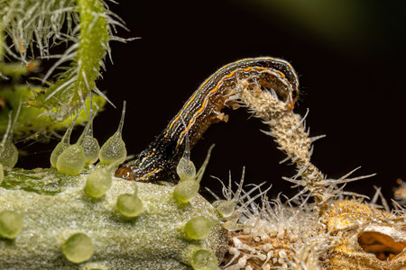 Brown Caterpillar Moth of the Genus Spodoptera