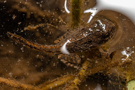 Small Southern Frog of the Family Leptodactylidaeの写真素材
