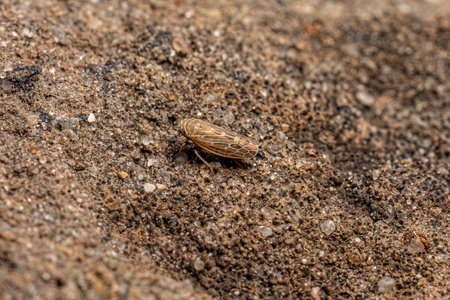 Small adult Typical Leafhopper of the Tribe Deltocephalini