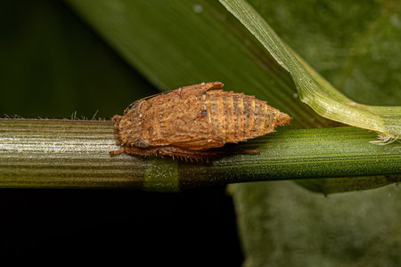 Sharpshooter Insect Molt of the Family Cicadellidae