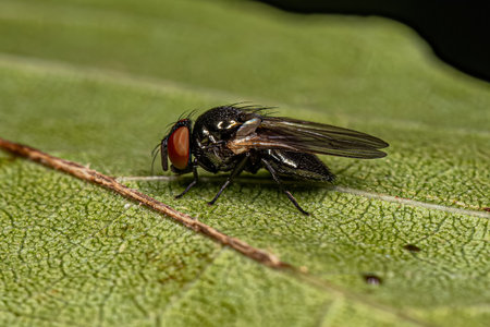 Adult Lance Fly of the Genus Neosilba