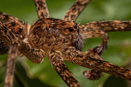 Adult Wandering Spider of the Family Ctenidae