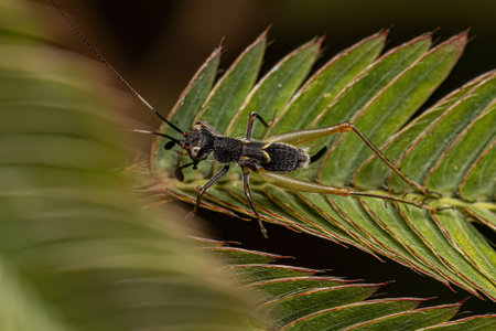 Small True Cricket of the genus Phylloscyrtus
