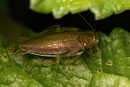 Adult Wood Cockroach of the Family Ectobiidae