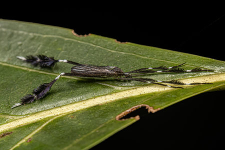 Adult Limoniid Crane Fly of the Genus Molophilus