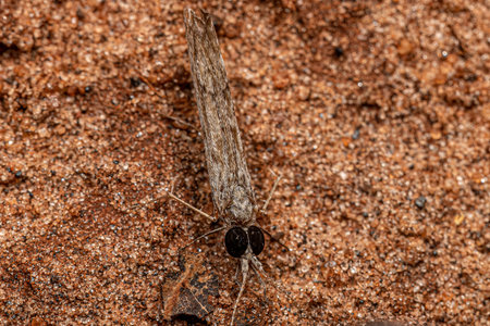Adult Caddisfly Insect of the Genus Mariliaの写真素材