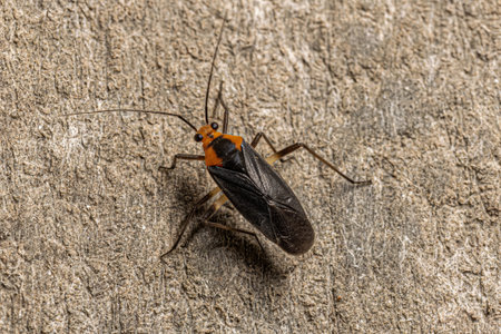 Adult Plant Bug of the Genus Prepops