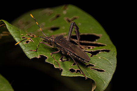 Adult Leaf footed Citron Bug of the species Leptoglossus gonagra