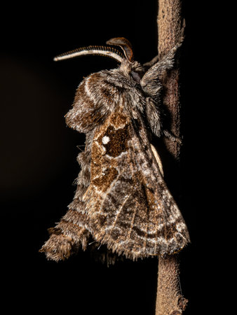 Adult Carpenter Moth of the Subfamily Hypoptinaeの写真素材