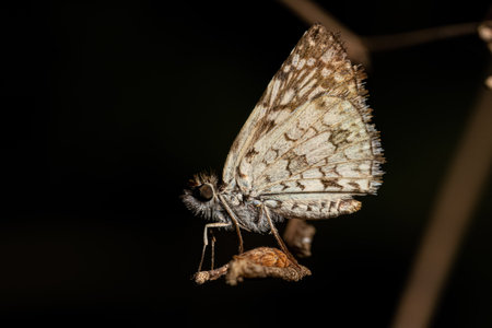 Adult Orcus Checkered-Skipper Moth Insect of the genus Burnsius