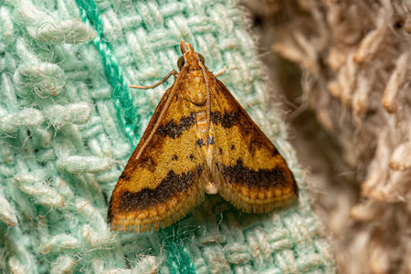 Adult Pyralid Snout Moth of the Superfamily Pyraloideaの写真素材
