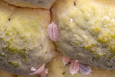 White Scale Insect of the Superfamily Coccoideaの写真素材
