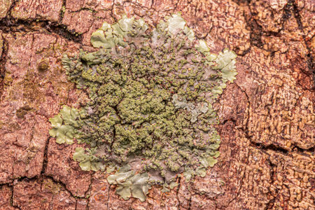 Small Fungi Including Lichens of the Kingdom Fungi