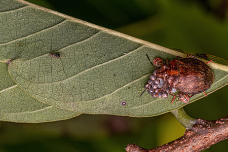 Stink bug of the Genus Antiteuchus protecting eggs with selective focus