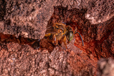 Adult Stingless Bee of the Genus Tetragonaの写真素材