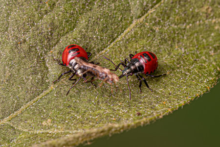 Two Small Red Predatory Stink Bug Nymph of the Subfamily Asopinae preying on a Small Adult Lace Bug of the Family Tingidaeの写真素材