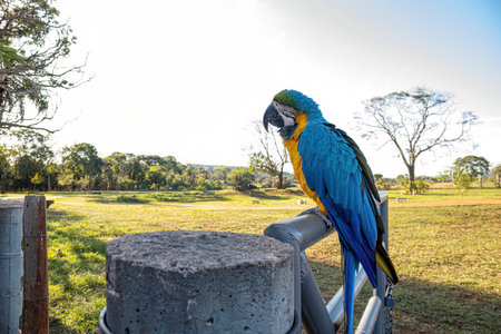 Adult Blue-and-yellow Macaw of the species Ara araraunaの写真素材