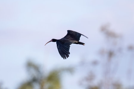 Animal Bare faced Ibis of the species Phimosus infuscatus in flyの写真素材