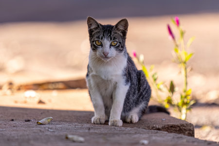 Small domestic cat in closeup with selective focusの写真素材