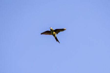 Adult Red shouldered Macaw of the species Diopsittaca nobilis flying