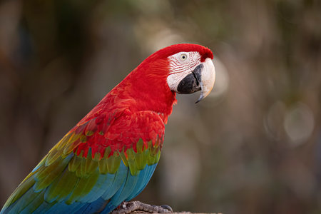 Adult Red and green Macaw of the species Ara chloropterus