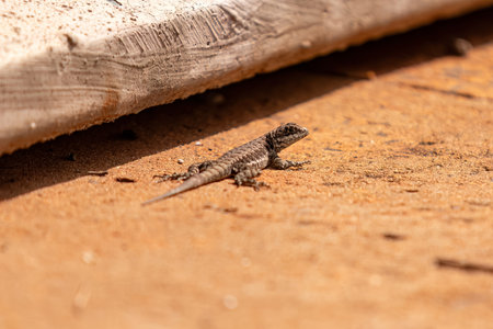 Small ground lizard of the genus Tropidurusの写真素材