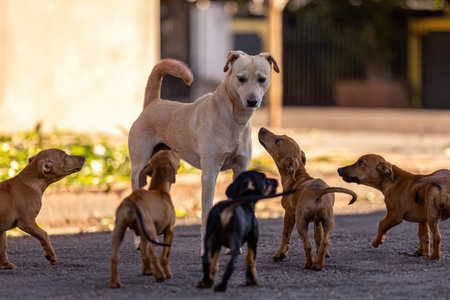 closeup of animal mammal dog in the streetの写真素材