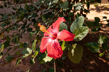 Red Hibiscuses Flower of the Genus Hibiscusの写真素材