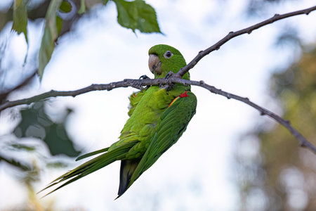 Adult White eyed Parakeet of the species Psittacara leucophthalmusの写真素材