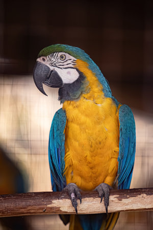 Adult Blue-and-yellow Macaw of the species Ara ararauna rescued recovering for free reintroduction