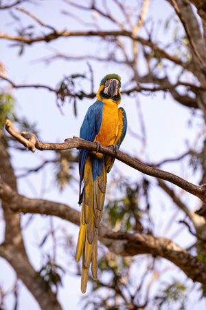 Adult Blue-and-yellow Macaw of the species Ara araraunaの写真素材