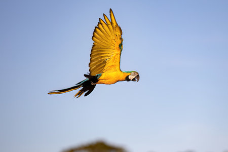 Adult Blue-and-yellow Macaw of the species Ara ararauna