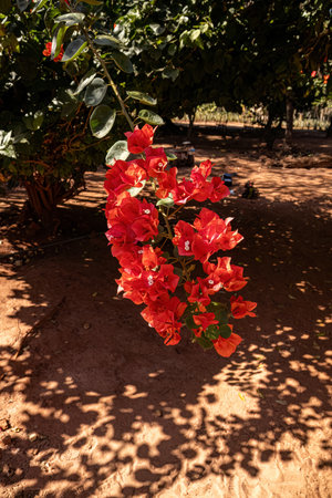 ornamental plant flowers of the species Bougainvillea glabra