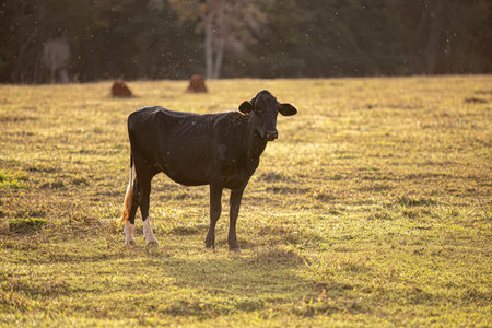 close up of cow farm animals with many insects flying aroundの写真素材